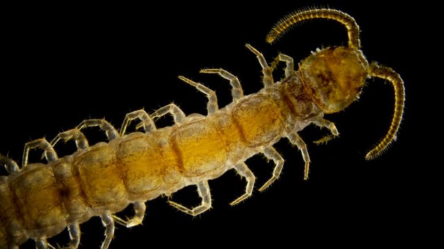 centipede Lithobius forfatus, a predator in the forest, in the forest floor, under a microscope
