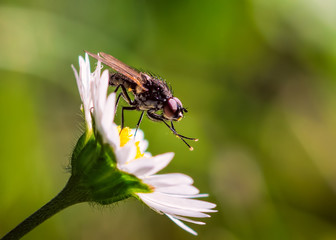 fly on flower