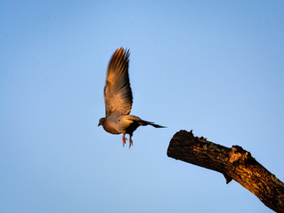 turtledove in flight