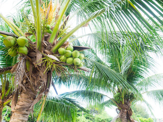 Green coconut  on tree  tropical fruit .group of green coconuts on a palm tree.