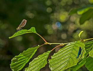 dragonfly and bokeh