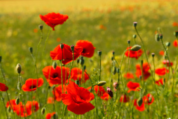 Fototapeta na wymiar A cornfield with flowering red poppies near village.