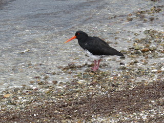 Oystercatcher