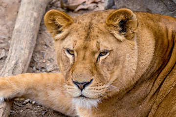 Obraz na płótnie Canvas muzzle wild animal adult lioness resting