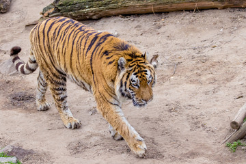  wild big animal adult striped tiger