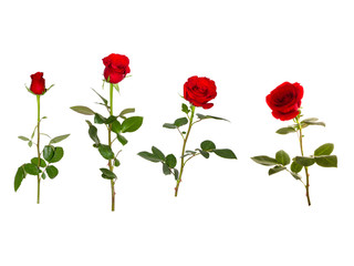 Obraz premium Rose Sets