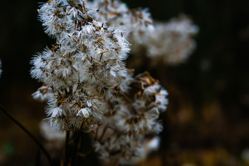 Rabbit Tobacco