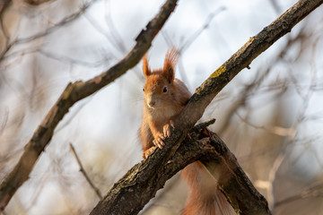 squirrel on tree