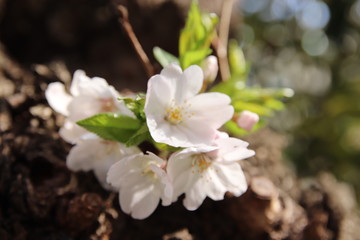 桜