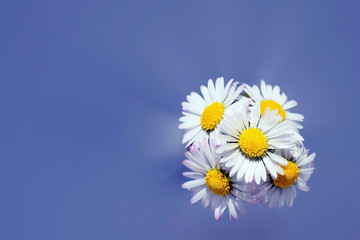 Romantic Daisy flowers (Bellis perennis) © Martina