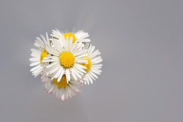 Romantic Daisy flowers (Bellis perennis) © Martina