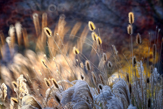 Reeds