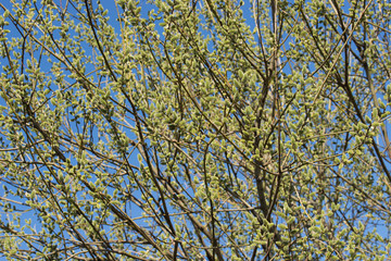 spring willow tree branches against blue sky
