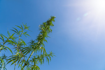 branch of cannabis plant with buds on grey-blue background
