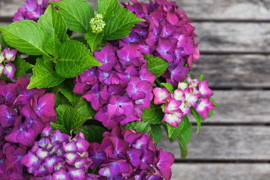 Bouquet of purple hydrangeas