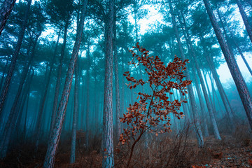 misty blue forest 