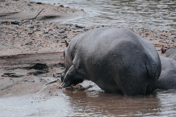 Family Hippo in Massai Mara