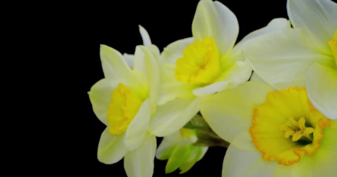 Yellow Daffodils. Bunch of Yellow Daffodil Flowers or Narcissus, on Black Background. 4K. Macro. Isolated.