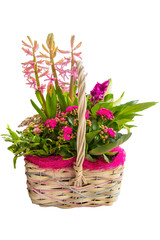 Obraz premium Wicker basket with beautiful pink spring flowers on a white background