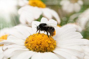 bumblebee  sitting on camomile. Macro photo. White flower. Life of insects