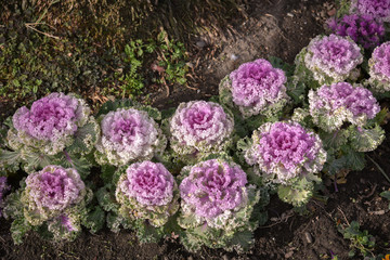 The park looks pretty cauliflower leaves as the scenery. Beautifully decorated flower bed. Good for...