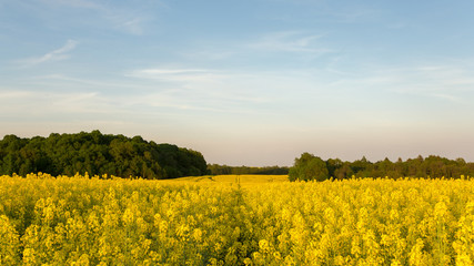 Obraz premium yellow rapeseed field at sunset