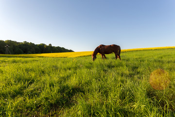 horse on the lawn rapeseed field