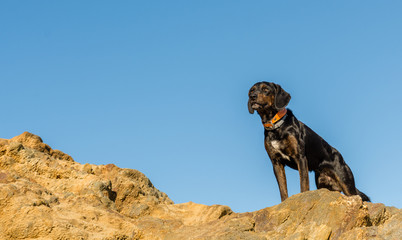 dog on rock