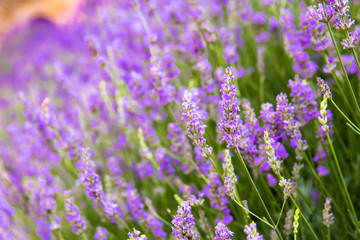 lavender flowers