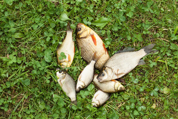 Several little fishes on the green grass. Caught fishes crucian.
