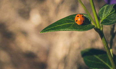 Ladybird on a sunny green leaf with brown background