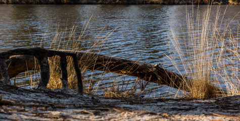 wooden bridge over lake