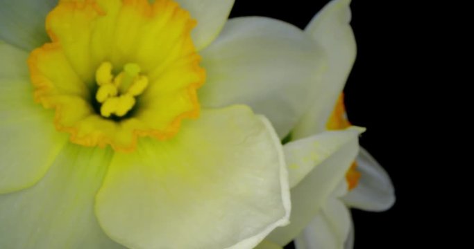 Yellow Daffodils. Bunch of Yellow Daffodil Flowers or Narcissus, on Black Background. 4K. Macro. Isolated.
