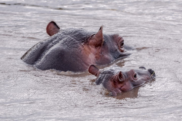 Fototapeta premium Family Hippo in Massai Mara