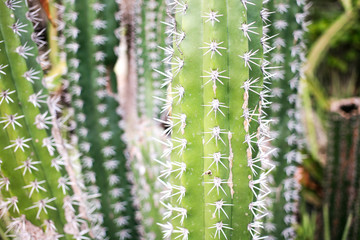 Cactus tree Close Up at Curacao