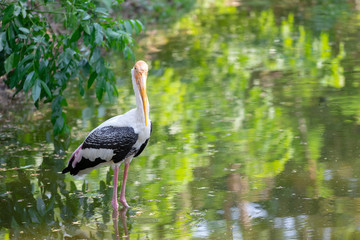 Fototapeta premium Selective focus medium shot wild painted stork bird standing in water for hunting fish with blurred backgrounds.