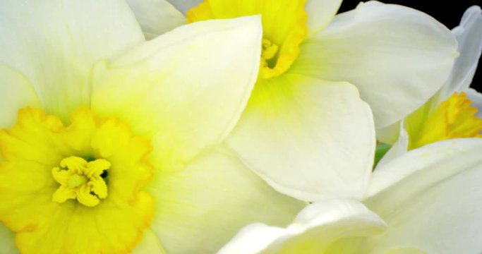 Yellow Daffodils. Bunch of Yellow Daffodil Flowers or Narcissus, on Black Background. 4K. Macro. Isolated.