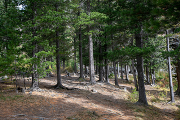 The roots of a pine tree in an autumn forest with dry yellow leaves.