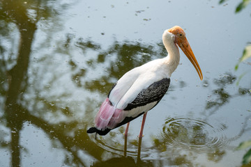 Selective focus medium shot wild painted stork bird standing in  water for hunting fish with blurred backgrounds.