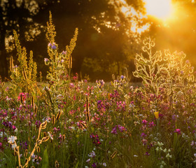 field of flowers in sunset