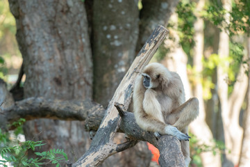 Selective focus medium shot single white gibbons sitting on tree  branches with blurred nature background