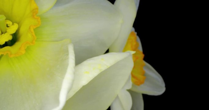 Yellow Daffodils. Bunch of Yellow Daffodil Flowers or Narcissus, on Black Background. 4K. Macro. Isolated.