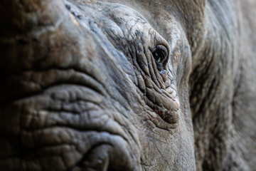 Obraz premium Selective focus extreme close up shot of portrait eye of a rhino / rhinoceros black face or face