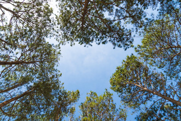Pine tree summer in forest.