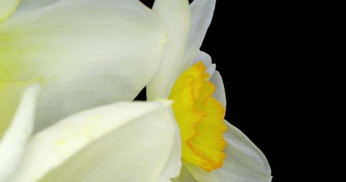 Yellow Daffodils. Bunch of Yellow Daffodil Flowers or Narcissus, on Black Background. 4K. Macro. Isolated.