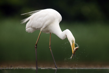 The great egret (Ardea alba), also known as the common egret fishing in the shallow lagoon.White...