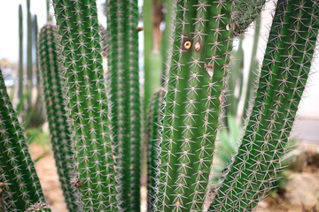 Green big Cactus Close Up