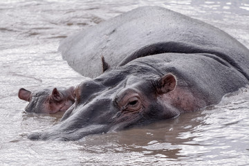 Family Hippo in Massai Mara