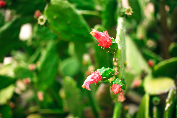 green Cactuses with red flowers close up