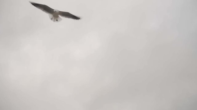 Seagulls fly against the sky. Wildlife
